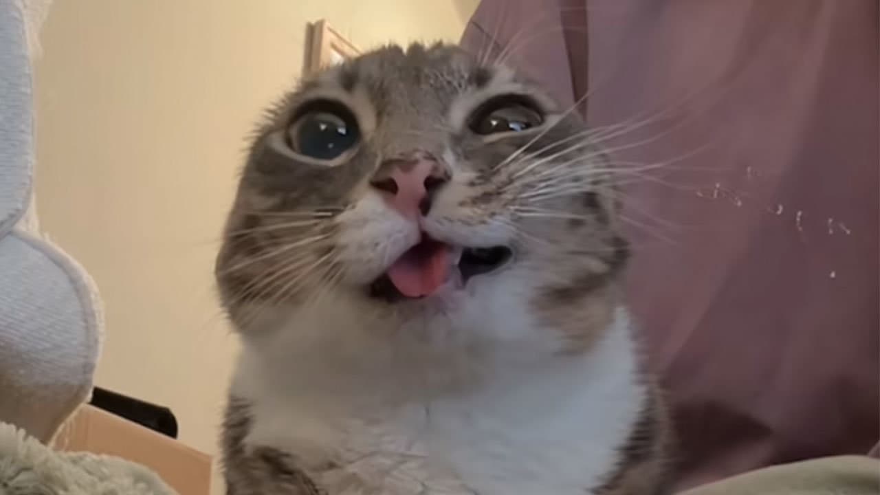 Rigby, the gray and white viral cat, making her signature tongue-out face